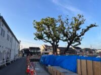 塩津小学校のクスノキ　北から