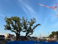 塩津小学校のクスノキ　東から西方向