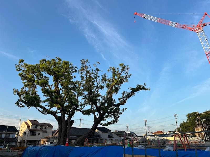 塩津小学校のクスノキ　東から西方向