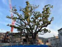 塩津小学校のクスノキ　南から校舎