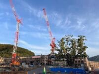 塩津小学校のクスノキ　平坂街道から校舎