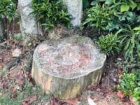 宗徳寺のナギ　切り株