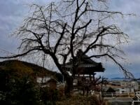 宗徳寺のシダレザクラ