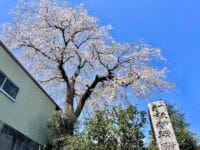 宗徳寺のシダレザクラ
