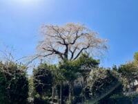 宗徳寺のシダレザクラ