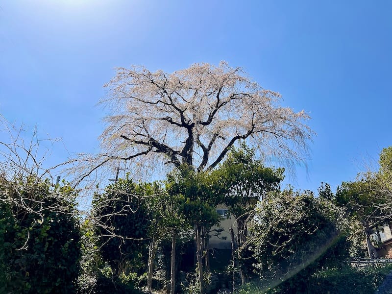 宗徳寺のシダレザクラ