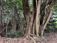 素盞嗚神社の社叢　神社裏
