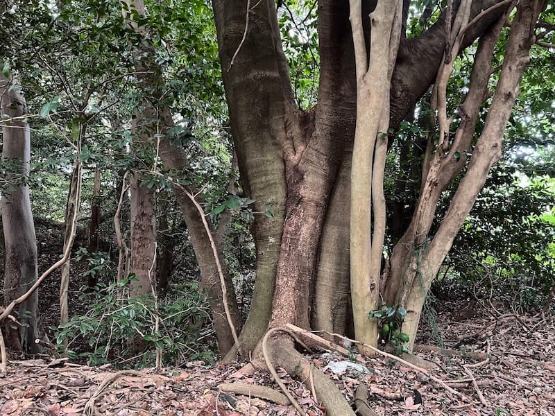 素盞嗚神社の社叢　神社裏