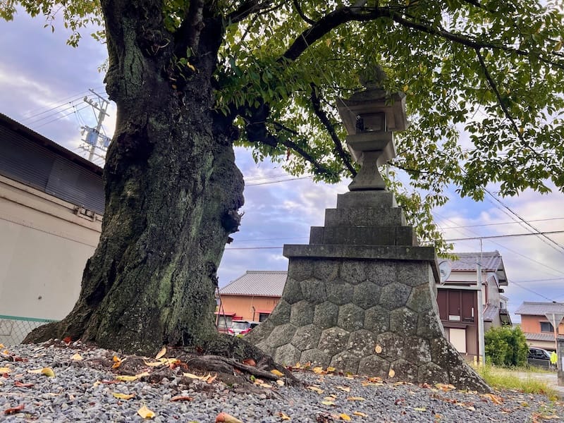 素盞嗚神社の社叢　桜