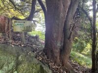 稲村神社のシャシャンボ　標識板と