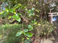 稲村神社のシャシャンボ