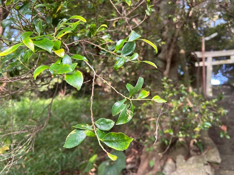 稲村神社のシャシャンボ
