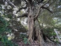 稲村神社のシイ