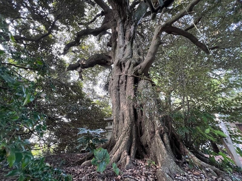 稲村神社のシイ