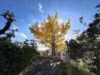 蒲郡東部小学校のイチョウ　北門から