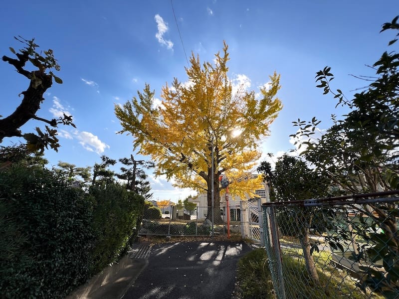 蒲郡東部小学校のイチョウ　北門から