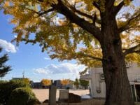 蒲郡東部小学校のイチョウ　南側から