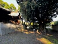 砥神神社のシイ　全体