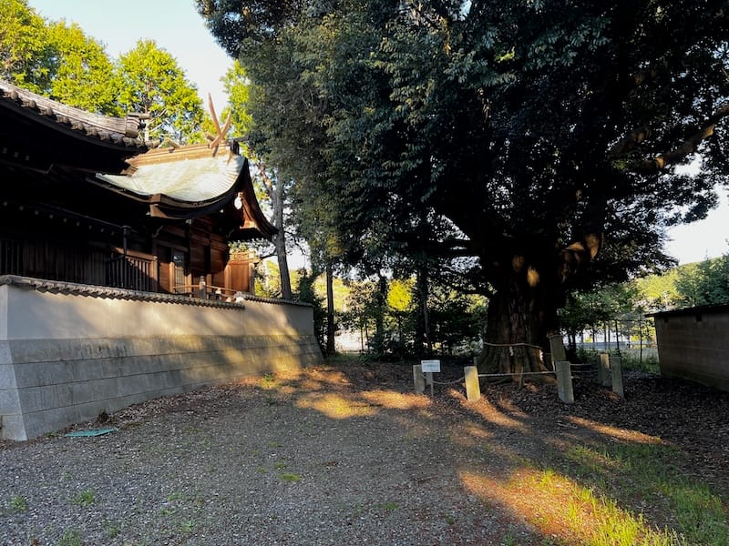 砥神神社のシイ　全体