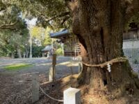 砥神神社のシイ　しめ縄とシイ