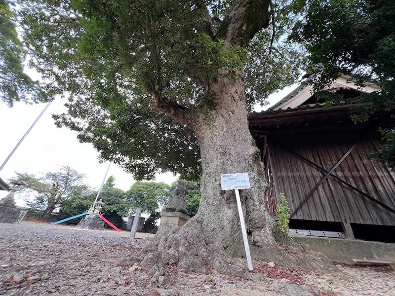 月読神社のヤマモモ