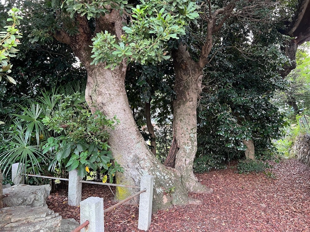 月読神社のヤマモモ　西側の雌株
