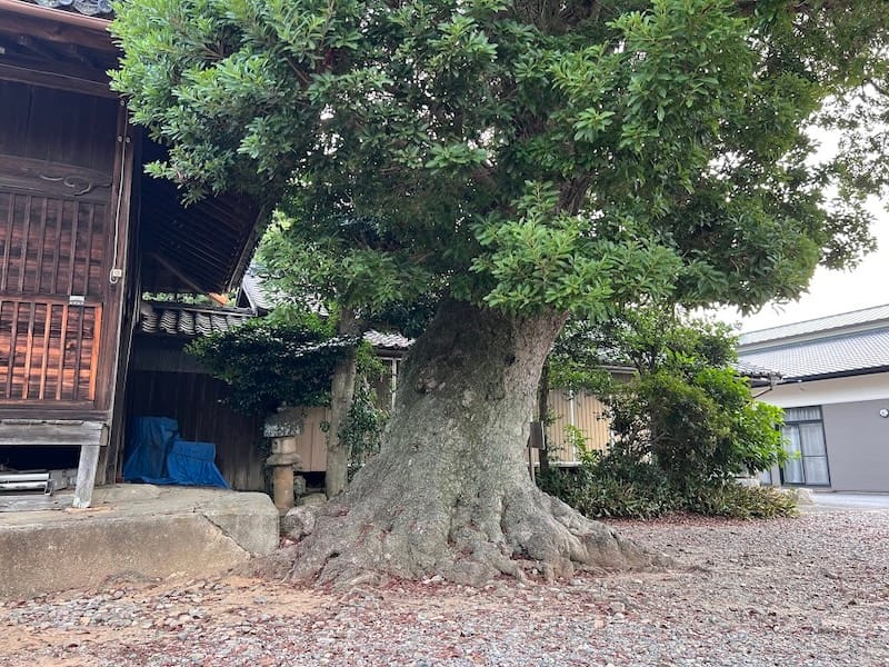 月読神社のヤマモモ