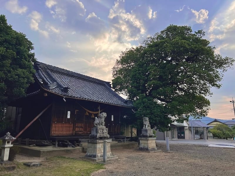 月読神社のヤマモモ　西側から