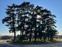 三谷町若宮神社周辺のマツ　神社前