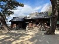 三谷町若宮神社周辺のマツ　若宮神社境内