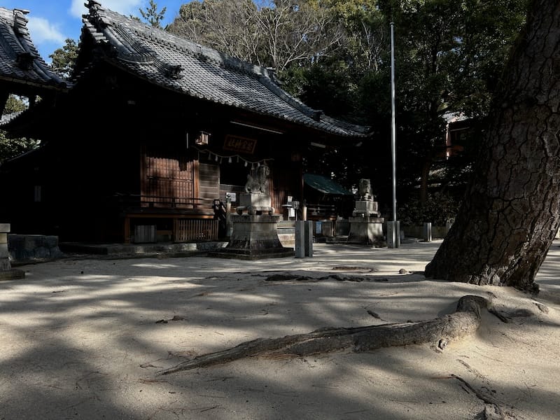 三谷町若宮神社周辺のマツ　若宮神社境内