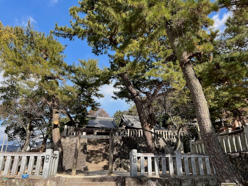 三谷町若宮神社周辺のマツ