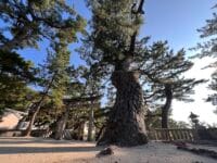 三谷町若宮神社周辺のマツ