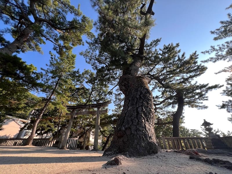 三谷町若宮神社周辺のマツ