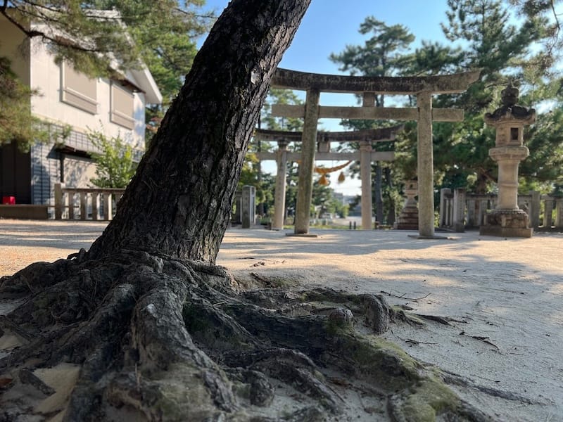 三谷町若宮神社周辺のマツ