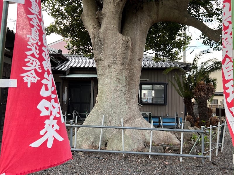 薬師堂のモチとタブ