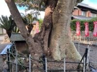 薬師堂のモチとタブ