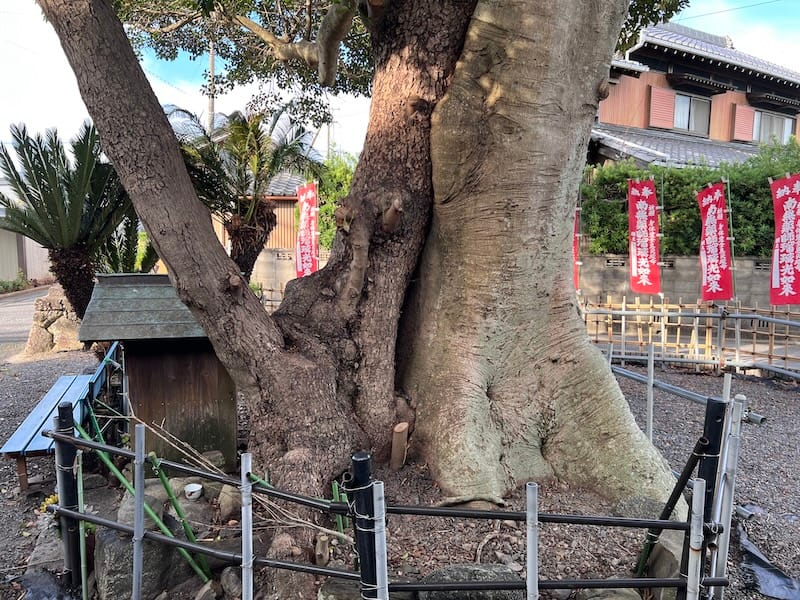 薬師堂のモチとタブ – 蒲郡の名木50選 35 – 形原町