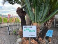 薬師堂のモチとタブ