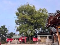 八劔神社のモチノキ