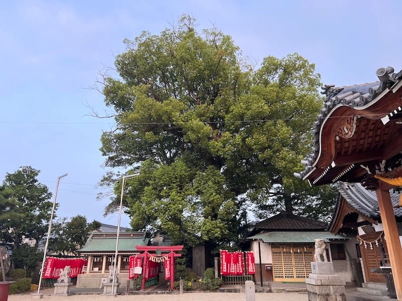 八劔神社のモチノキ – 蒲郡の名木50選 09 – 三谷町