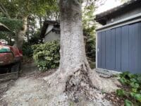 八劔神社のモチノキ　南から2本目