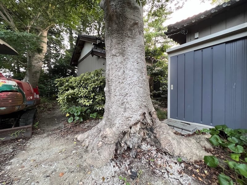 八劔神社のモチノキ　南から2本目