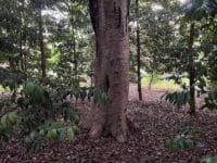 八劔神社のモチノキ　4本目