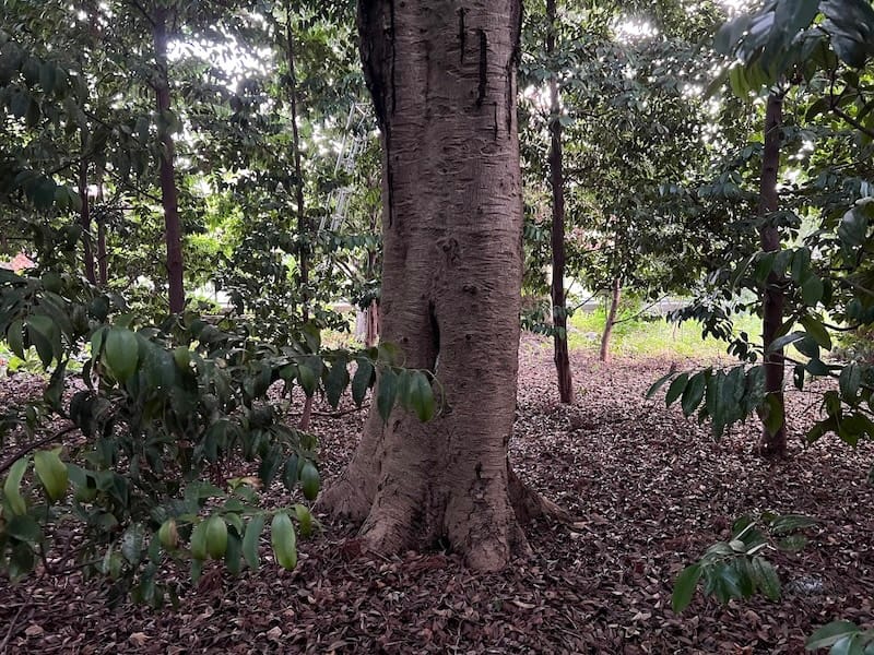八劔神社のモチノキ　4本目
