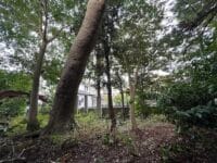 八劔神社のモチノキ　東から3本目