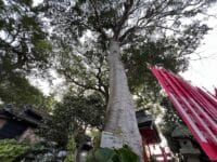 八劔神社のモチノキ　標識のある1本目