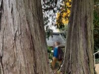 養円寺のヒノキ　幹の間の人