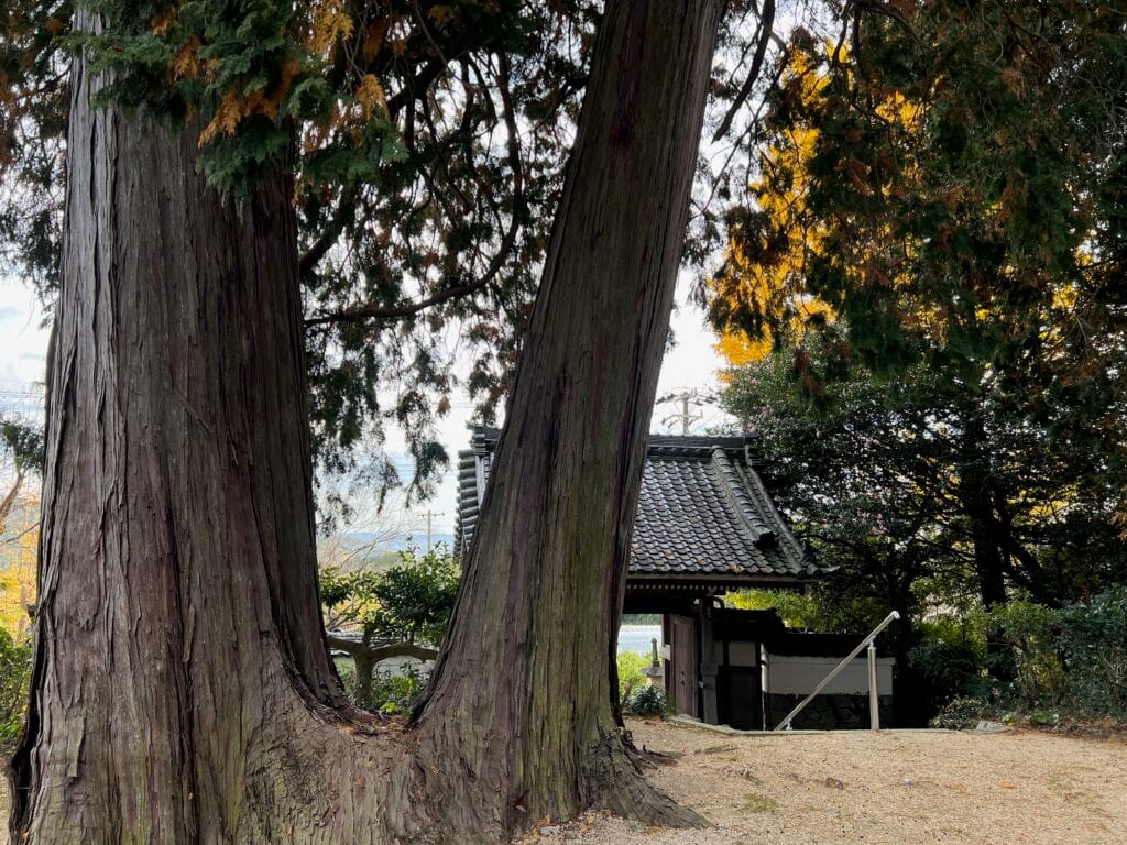 養円寺のヒノキ – 蒲郡の名木50選 03 – 相楽町