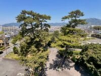 遥拝所周辺のマツ クラシックホテル